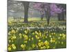 Daffodils and Blossom in Spring, Hampton, Greater London, England, United Kingdom, Europe-Stuart Black-Mounted Photographic Print