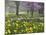 Daffodils and Blossom in Spring, Hampton, Greater London, England, United Kingdom, Europe-Stuart Black-Mounted Photographic Print