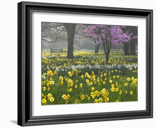 Daffodils and Blossom in Spring, Hampton, Greater London, England, United Kingdom, Europe-Stuart Black-Framed Photographic Print