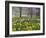 Daffodils and Blossom in Spring, Hampton, Greater London, England, United Kingdom, Europe-Stuart Black-Framed Photographic Print