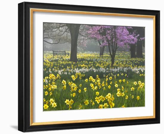 Daffodils and Blossom in Spring, Hampton, Greater London, England, United Kingdom, Europe-Stuart Black-Framed Photographic Print