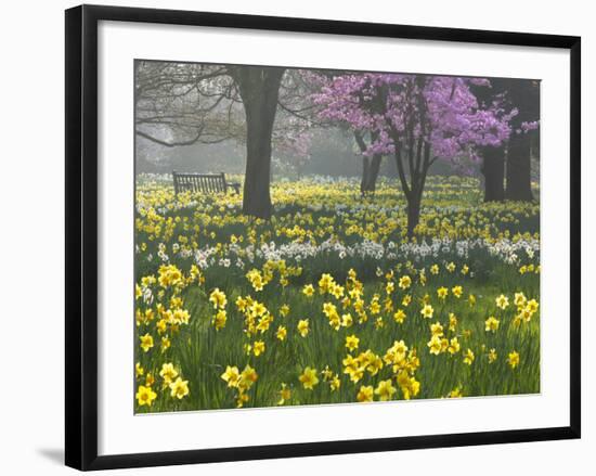 Daffodils and Blossom in Spring, Hampton, Greater London, England, United Kingdom, Europe-Stuart Black-Framed Photographic Print