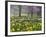 Daffodils and Blossom in Spring, Hampton, Greater London, England, United Kingdom, Europe-Stuart Black-Framed Photographic Print