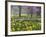 Daffodils and Blossom in Spring, Hampton, Greater London, England, United Kingdom, Europe-Stuart Black-Framed Photographic Print