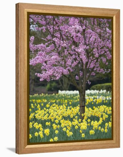 Daffodils and Blossom in Spring, Hampton, Greater London, England, United Kingdom, Europe-Stuart Black-Framed Premier Image Canvas