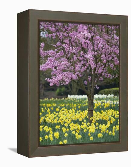 Daffodils and Blossom in Spring, Hampton, Greater London, England, United Kingdom, Europe-Stuart Black-Framed Premier Image Canvas