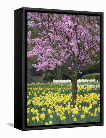 Daffodils and Blossom in Spring, Hampton, Greater London, England, United Kingdom, Europe-Stuart Black-Framed Premier Image Canvas