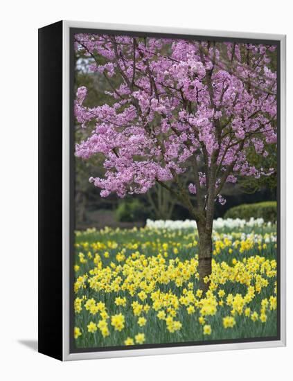 Daffodils and Blossom in Spring, Hampton, Greater London, England, United Kingdom, Europe-Stuart Black-Framed Premier Image Canvas