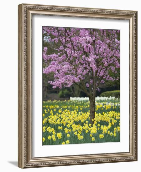 Daffodils and Blossom in Spring, Hampton, Greater London, England, United Kingdom, Europe-Stuart Black-Framed Photographic Print