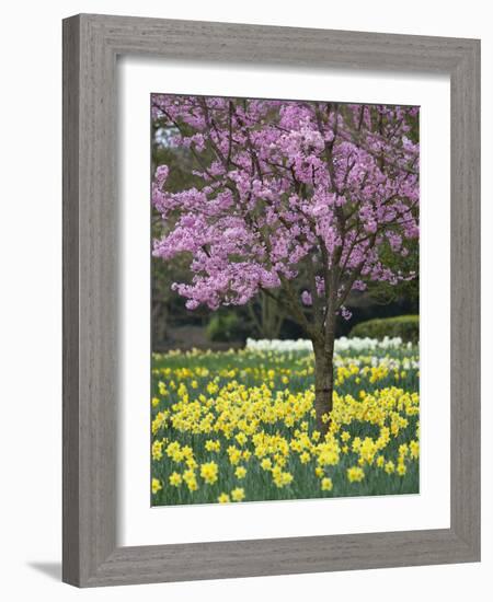 Daffodils and Blossom in Spring, Hampton, Greater London, England, United Kingdom, Europe-Stuart Black-Framed Photographic Print