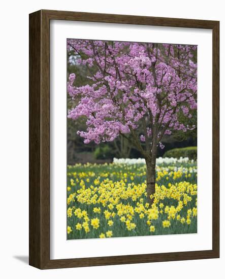 Daffodils and Blossom in Spring, Hampton, Greater London, England, United Kingdom, Europe-Stuart Black-Framed Photographic Print