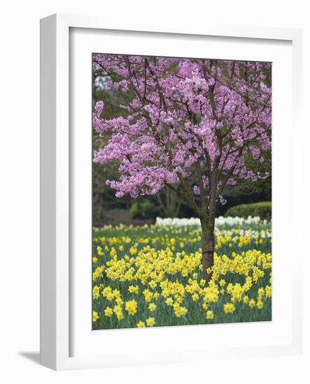 Daffodils and Blossom in Spring, Hampton, Greater London, England, United Kingdom, Europe-Stuart Black-Framed Photographic Print