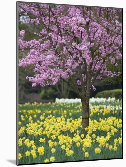 Daffodils and Blossom in Spring, Hampton, Greater London, England, United Kingdom, Europe-Stuart Black-Mounted Photographic Print