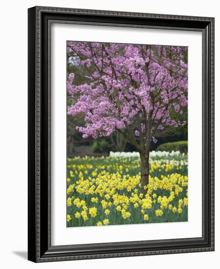 Daffodils and Blossom in Spring, Hampton, Greater London, England, United Kingdom, Europe-Stuart Black-Framed Photographic Print