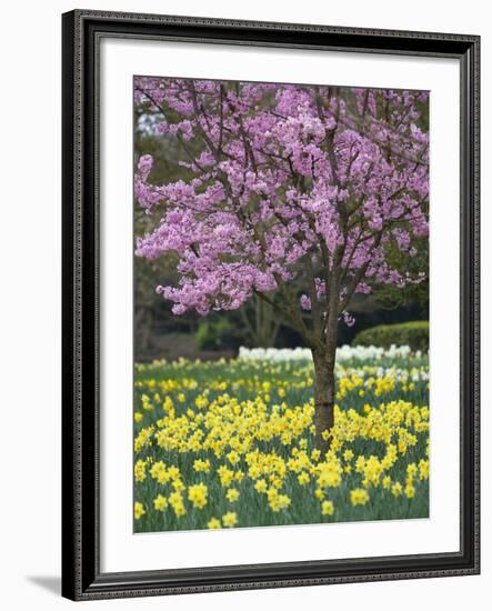 Daffodils and Blossom in Spring, Hampton, Greater London, England, United Kingdom, Europe-Stuart Black-Framed Photographic Print