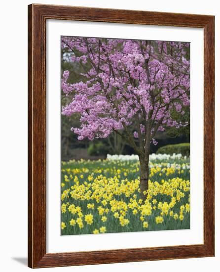 Daffodils and Blossom in Spring, Hampton, Greater London, England, United Kingdom, Europe-Stuart Black-Framed Photographic Print