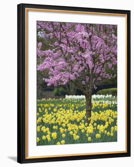 Daffodils and Blossom in Spring, Hampton, Greater London, England, United Kingdom, Europe-Stuart Black-Framed Photographic Print