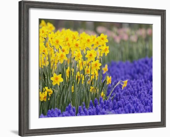 Daffodils and Grape Hyacinth, Keukenhof Gardens, Lisse, Netherlands-Adam Jones-Framed Photographic Print