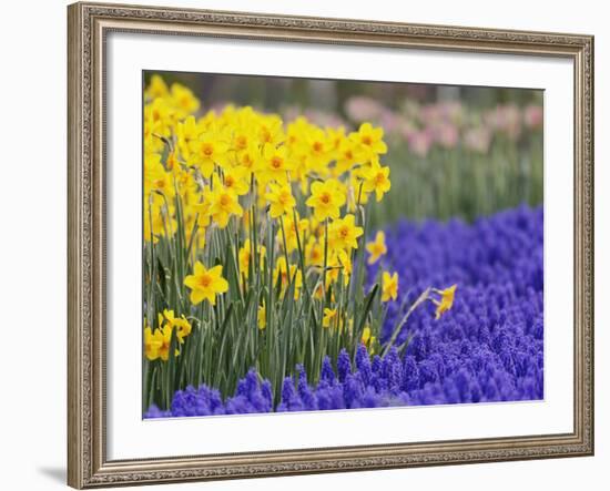 Daffodils and Grape Hyacinth, Keukenhof Gardens, Lisse, Netherlands-Adam Jones-Framed Photographic Print