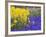 Daffodils and Grape Hyacinth, Keukenhof Gardens, Lisse, Netherlands-Adam Jones-Framed Photographic Print