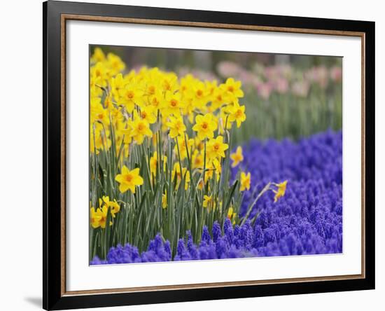 Daffodils and Grape Hyacinth, Keukenhof Gardens, Lisse, Netherlands-Adam Jones-Framed Photographic Print