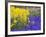 Daffodils and Grape Hyacinth, Keukenhof Gardens, Lisse, Netherlands-Adam Jones-Framed Photographic Print