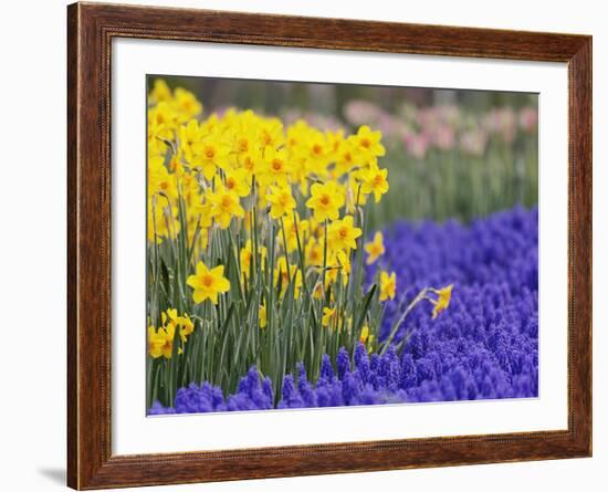 Daffodils and Grape Hyacinth, Keukenhof Gardens, Lisse, Netherlands-Adam Jones-Framed Photographic Print