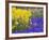 Daffodils and Grape Hyacinth, Keukenhof Gardens, Lisse, Netherlands-Adam Jones-Framed Photographic Print