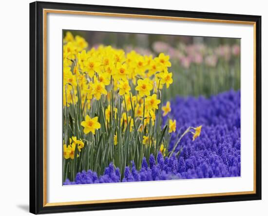 Daffodils and Grape Hyacinth, Keukenhof Gardens, Lisse, Netherlands-Adam Jones-Framed Photographic Print