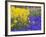 Daffodils and Grape Hyacinth, Keukenhof Gardens, Lisse, Netherlands-Adam Jones-Framed Photographic Print