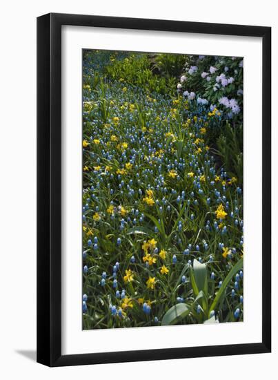Daffodils and Grape Hyacinth-Anna Miller-Framed Photographic Print