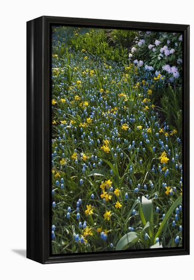 Daffodils and Grape Hyacinth-Anna Miller-Framed Premier Image Canvas
