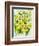 Daffodils and narcissus-Joan Thewsey-Framed Giclee Print