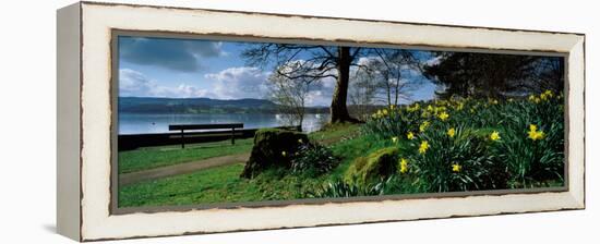Daffodils at the Lakeside, Lake Windermere, English Lake District, Cumbria, England-null-Framed Premier Image Canvas