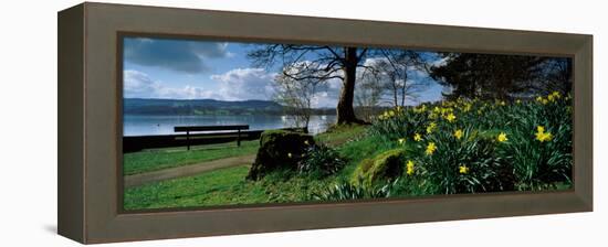 Daffodils at the Lakeside, Lake Windermere, English Lake District, Cumbria, England-null-Framed Premier Image Canvas