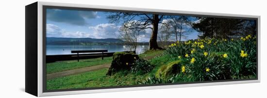 Daffodils at the Lakeside, Lake Windermere, English Lake District, Cumbria, England-null-Framed Premier Image Canvas