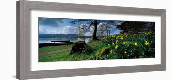 Daffodils at the Lakeside, Lake Windermere, English Lake District, Cumbria, England-null-Framed Photographic Print