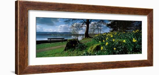 Daffodils at the Lakeside, Lake Windermere, English Lake District, Cumbria, England-null-Framed Photographic Print