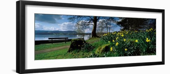 Daffodils at the Lakeside, Lake Windermere, English Lake District, Cumbria, England-null-Framed Photographic Print