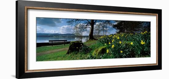 Daffodils at the Lakeside, Lake Windermere, English Lake District, Cumbria, England-null-Framed Photographic Print