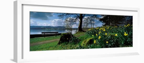 Daffodils at the Lakeside, Lake Windermere, English Lake District, Cumbria, England-null-Framed Photographic Print