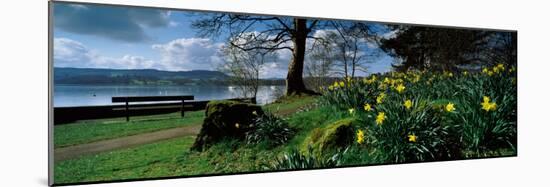 Daffodils at the Lakeside, Lake Windermere, English Lake District, Cumbria, England-null-Mounted Photographic Print