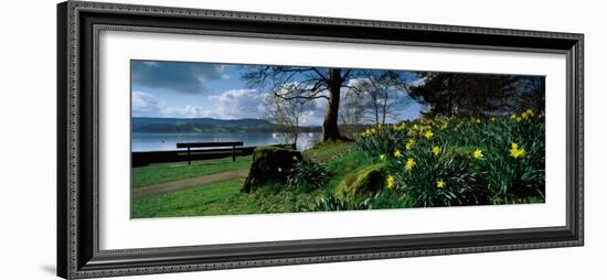 Daffodils at the Lakeside, Lake Windermere, English Lake District, Cumbria, England-null-Framed Photographic Print