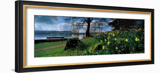 Daffodils at the Lakeside, Lake Windermere, English Lake District, Cumbria, England-null-Framed Photographic Print