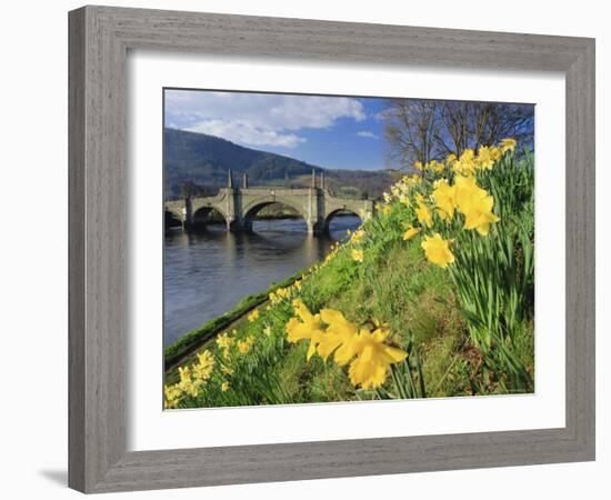 Daffodils by the River Tay and Wade's Bridge, Aberfeldy, Perthshire, Scotland, UK, Europe-Kathy Collins-Framed Photographic Print