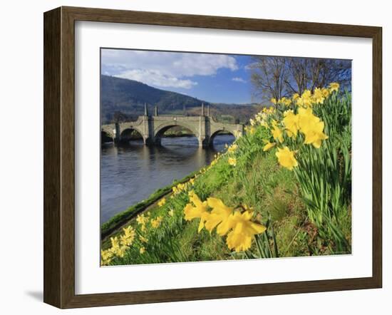 Daffodils by the River Tay and Wade's Bridge, Aberfeldy, Perthshire, Scotland, UK, Europe-Kathy Collins-Framed Photographic Print