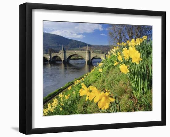 Daffodils by the River Tay and Wade's Bridge, Aberfeldy, Perthshire, Scotland, UK, Europe-Kathy Collins-Framed Photographic Print