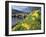 Daffodils by the River Tay and Wade's Bridge, Aberfeldy, Perthshire, Scotland, UK, Europe-Kathy Collins-Framed Photographic Print