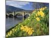 Daffodils by the River Tay and Wade's Bridge, Aberfeldy, Perthshire, Scotland, UK, Europe-Kathy Collins-Mounted Photographic Print