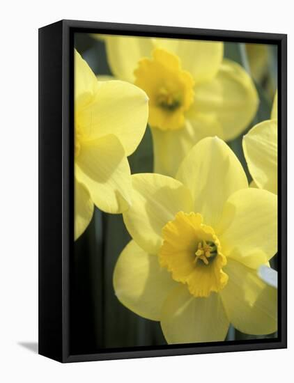 Daffodils, Cache Valley, Utah, USA-Scott T. Smith-Framed Premier Image Canvas